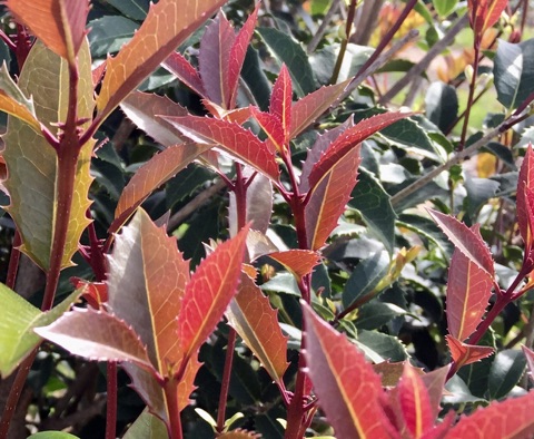 Patty's Secret Osmanthus | Bold Spring
